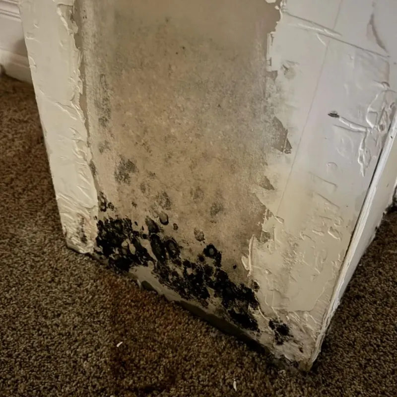 Professional Mold Removal in Sorrento Valley, CA